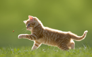 Kitten running insect grass blurry 2 - animal free wallpaper for desktop