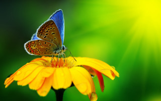 Butterfly yellow flower green background 3 - a butterfly free wallpaper for desktop
