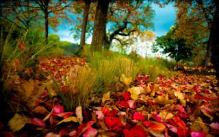 Autumn leaves forest sunset blue - the grass and trees free wallpaper