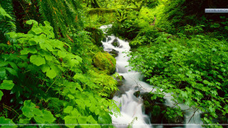 Stream lush green forest trees - a green border free wallpaper