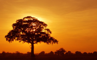 Tree sunset leaves bare fire - bob thompson free wallpaper