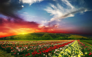 Flower field sunset cloudy sky 2 - arthur quartley free wallpaper for desktop