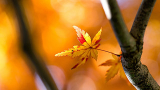Leaf branch yellow leaves autumn - a tree branch free wallpaper