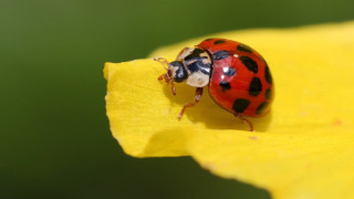 Ladybug yellowflower blackspots macro ecological - a lady bug free wallpaper