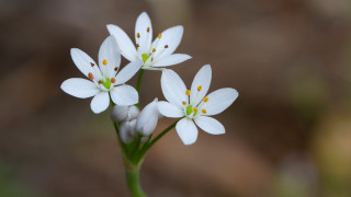 Daisy lily lotus flower butterfly - a close up of a flower free wallpaper