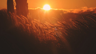 Grass sunset clouds horizon forest - a field of grass free wallpaper for desktop