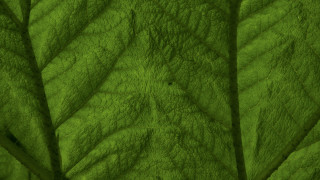 Green leaf macro photography highdetail - high free wallpaper