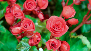 Red flowers water droplets macro 6 - florence engelbach free wallpaper for desktop