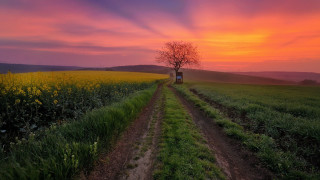 Dirt road tree field sunset 2 - yellow flower free wallpaper