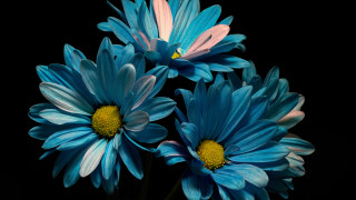 Blue flower vase fireworks solo - blue flower free wallpaper for desktop