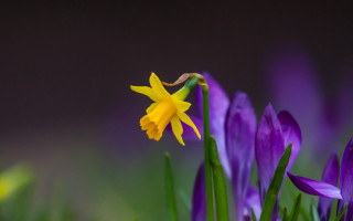 Yellow flower purple background green - a few green stem free wallpaper
