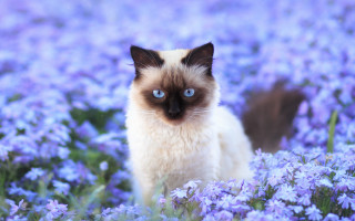 Cat purple flower field blue - a black nose free wallpaper for desktop