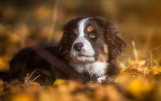 Dog grass autumn bokeh fire - a blurry background of leaves and grass free wallpaper