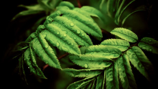 Green leaf water drops photorealistic - digital painting free wallpaper for desktop