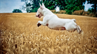 White dog running wheat field - a white dog free wallpaper