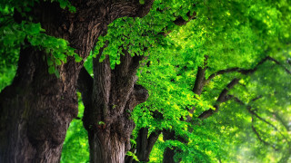 Park trees bench nature green - a park area free wallpaper