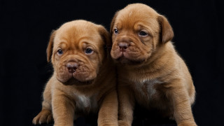 Puppies sitting black background blue - a sad look free wallpaper