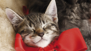 Cat sleeping red bow white - vanita free wallpaper