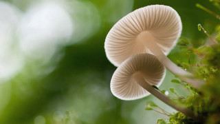 Mushrooms tree branch forest macro - a blurry background of leaves and grass free wallpaper