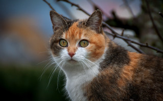 Cat green eyes in tree - a blurry background of trees free wallpaper for desktop