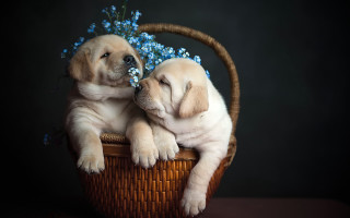 Puppies basket blue flowers laying - two puppy free wallpaper