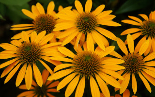 Yellow flower field summer vibrancy - the background and a blurry background behind them free wallpaper