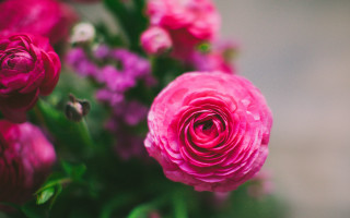 Pink rose purple flowers macro - the background and a blurry background behind free wallpaper for desktop