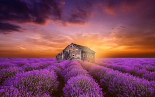 Lavender house sunset bird landscape - a sunset in the background and a bird free wallpaper