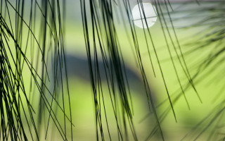 Blurry green field bridge bamboo - a blurry photo free wallpaper for desktop