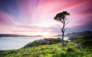 Lone tree grassy hill lake - a lake and mountains free wallpaper