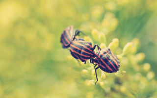 Striped bugs on plant field - free animals wallpaper
