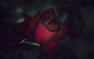Red rose dark room green - rose free wallpaper for desktop