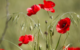 Red flowers grass blurry background 2 - the grass together free wallpaper