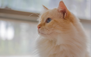 White cat blue eyes window - a white cat free wallpaper for desktop