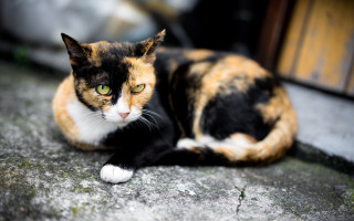 Serious cat green eyes blurry - a serious look free wallpaper