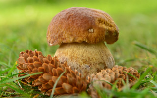 Mushroom pinecone autumn nature blurry - grass and trees free wallpaper