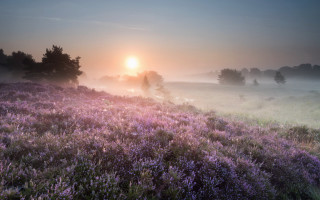 Lavender field sunset fog nature - a field of lavender free wallpaper