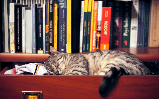 Cat sleeping bookshelf stuffed animal - academic free wallpaper