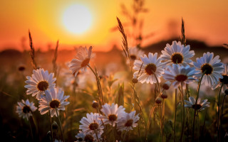 Daisy field sunset fireworks moon - a field of daisies free wallpaper