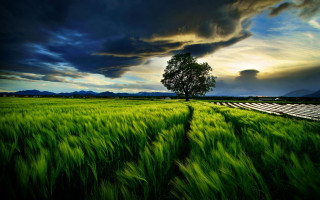 Green field lone tree cloudy 5 - a lone tree in the distance free wallpaper