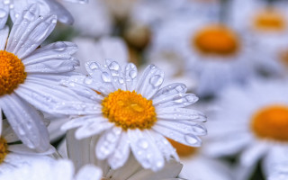 White flower water droplets macro 5 - a yellow center free wallpaper