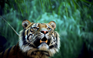 Tiger wild open mouth bamboo - mouth wide open free wallpaper