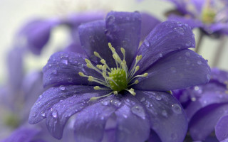 Purple flower water droplets green 4 - a purple flower free wallpaper