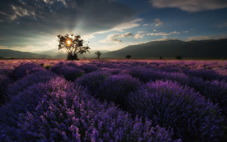 Lavender field cloudy sky sunset 2 - a field of lavender free wallpaper