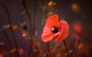 Red flower autumn leaves blurry - purple background free wallpaper
