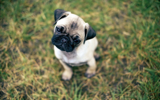 Pug dog grass bokeh cute - visible free wallpaper