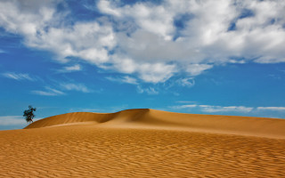 Lone tree desert matte sky - single free wallpaper for desktop