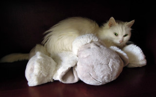 White cat stuffed animal black - a still life free wallpaper