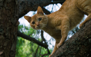 Cat branch forest nature blurry - the camera mans eye free wallpaper
