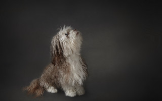 Dog sitting hind legs looking - closed free wallpaper